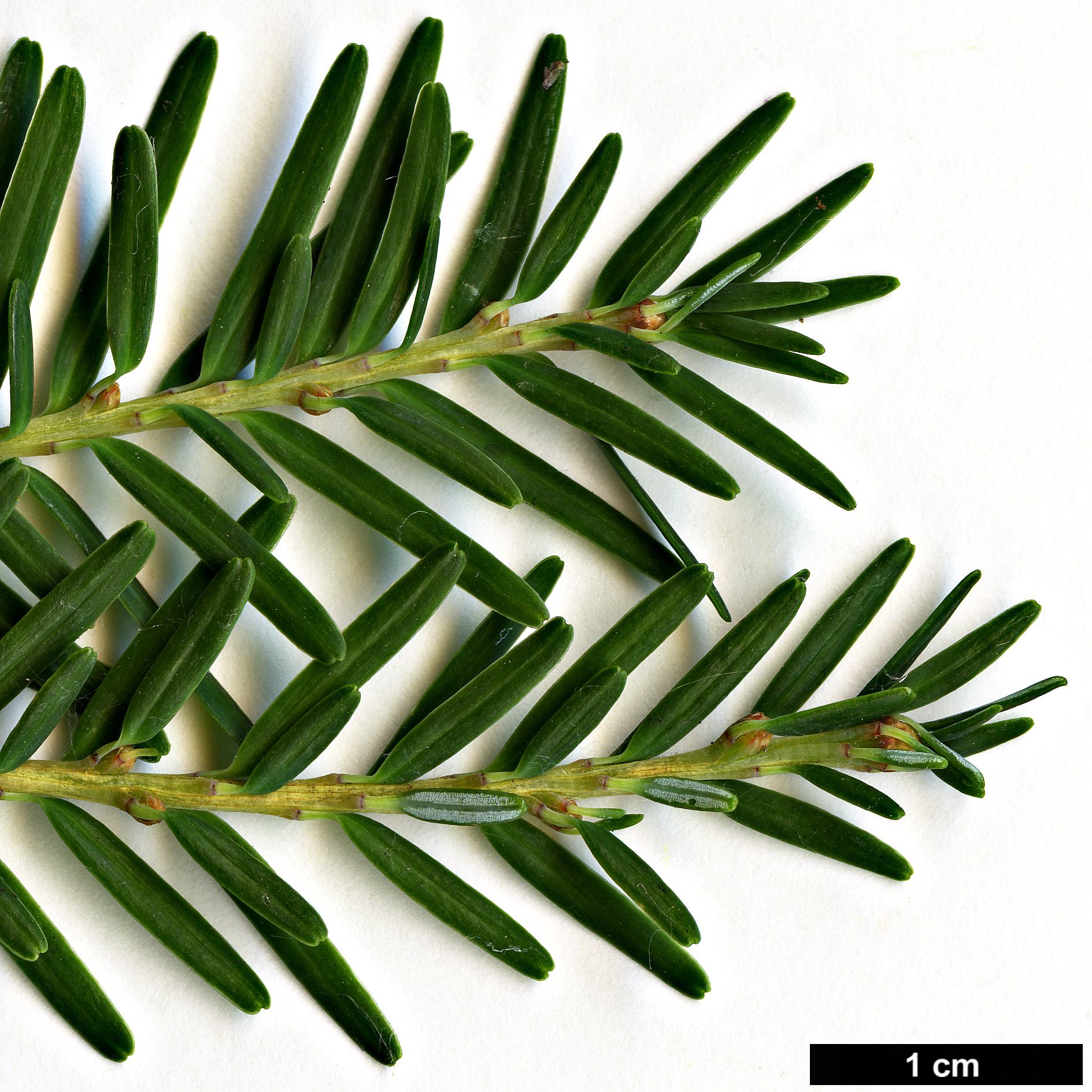 High resolution image: Family: Pinaceae - Genus: Tsuga - Taxon: chinensis - SpeciesSub: var. chinensis